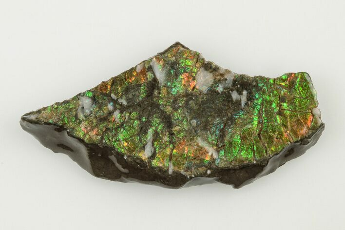 Iridescent Ammolite (Fossil Ammonite Shell) - Alberta, Canada #197581